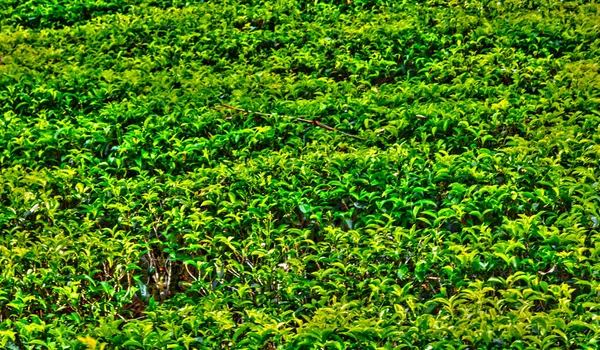 Teplantager Sri Lanka Landskap Nuwara Eliya Gröna Kullar — Stockfoto