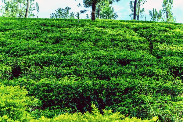 Çay Yeşili Çalılık Sri Lanka Dağları Tea Nuwara Eliya Tepeleri — Stok fotoğraf