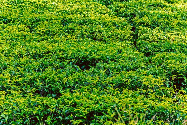 Verde Arbusto Highlands Sri Lanka Nuwara Eliya Colinas Valle Paisaje — Foto de Stock