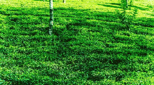 Paisagem Plantação Chá Verde Ceylon — Fotografia de Stock