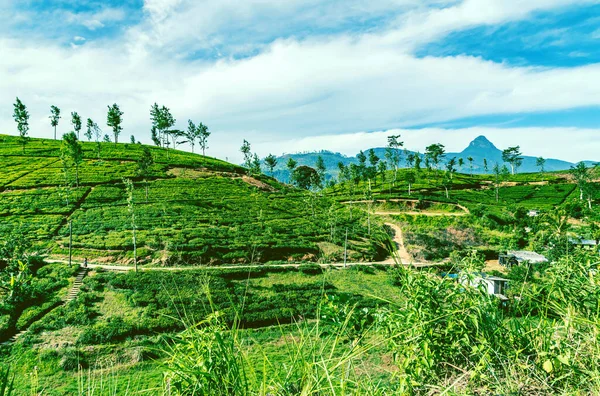 茶緑の茂みの高地スリランカ 茶ヌワラエリヤの丘の谷の風景パノラマビュー 緑茶の芽と新鮮な葉 スリランカにプランテーション — ストック写真