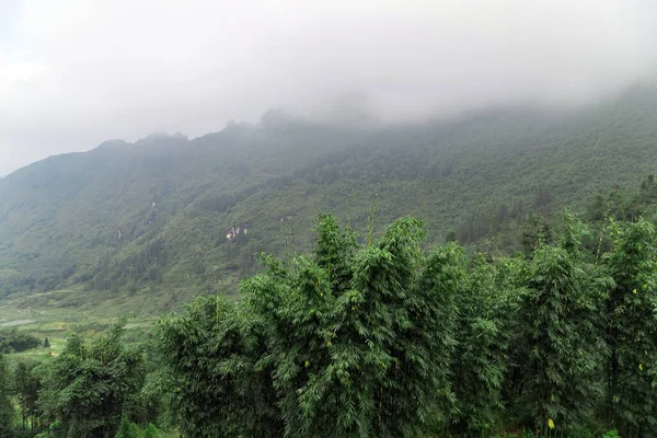 Vietnam Dağı Arkaplanı Sisli Havada Şafak Vakti Bambu Bitkisini Ormanlaştırdı — Stok fotoğraf