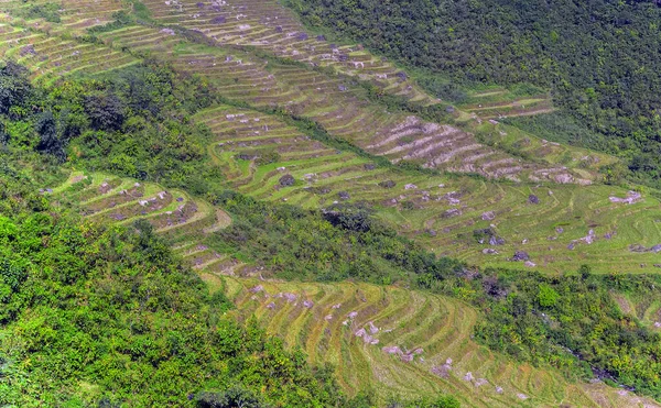 Rolling Hills Green Chinese Rice Terraces Wheat Fields — Stock Photo, Image