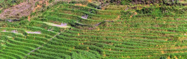 Ladang Padi Teras Vietnam Musim Beras — Stok Foto