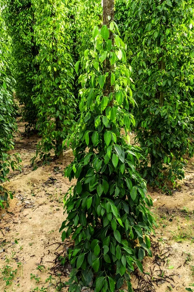 Poivron Noir Buisson Juteux Feuilles Vertes Fraîches Lueur Plante Sri — Photo