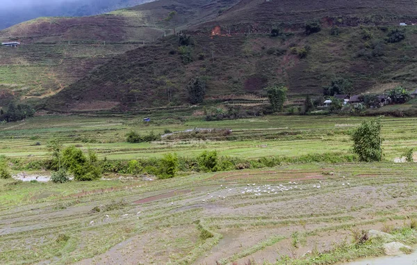 Рисовые Поля Деревня Вьетнам Рисовой Террасе — стоковое фото