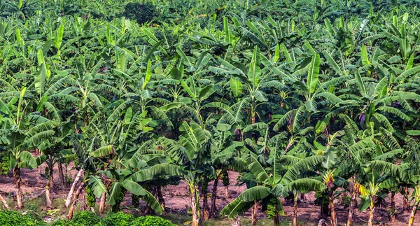 Piantagione Banane Coltivazione Biologica Campo Palme — Foto Stock