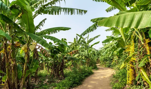 Банановий Пальмовий Сад Вирощує Бананову Дорогу Плантації — стокове фото