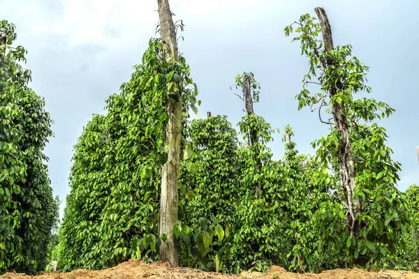 Poivron Noir Buisson Juteux Feuilles Vertes Fraîches Lueur Plante Sri — Photo