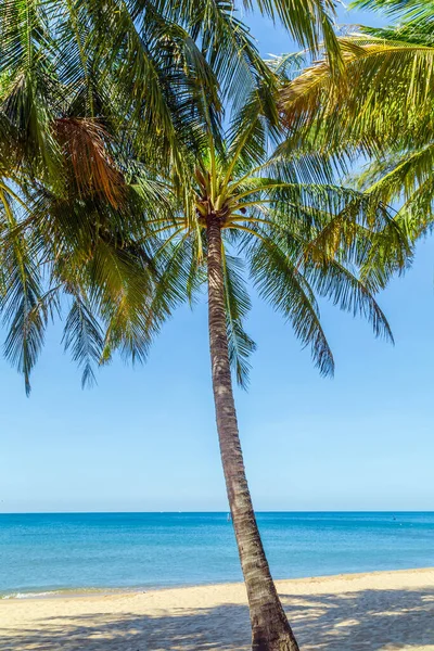 Tropicale Palme Cocco Prospettiva Vista Sfondo Cielo Blu — Foto Stock