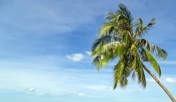 热带椰子树透视蓝天背景 热带椰子树背景 — 图库照片