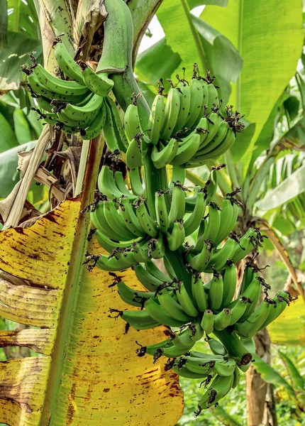 Banane Verdi Mazzo Banane Banana Organic Crop — Foto Stock