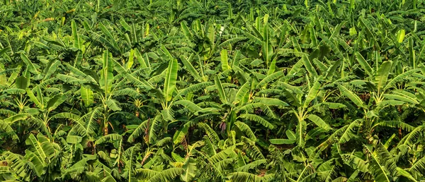 Банановые Пальмы Фермы Органические Бананы Плантации Сельское Хозяйство Зеленые Поля — стоковое фото