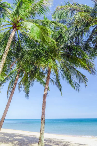 Spiaggia Tropicale Vista Paesaggio Palma Cocco Concetto Vacanze Estive — Foto Stock