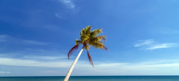 暑假海滩驯鹿岛 有棕榈海的阳光充足的海滩 倾斜椰子棕榈背景 — 图库照片