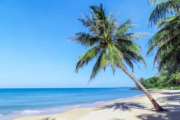 Tropicale Palma Cocco Alberi Inclinati Prospettiva Vista Sfondo Cielo Blu — Foto Stock