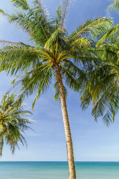 Playa Tropical Vista Paisaje Cocotero Palmera Concepto Vacaciones Verano —  Fotos de Stock