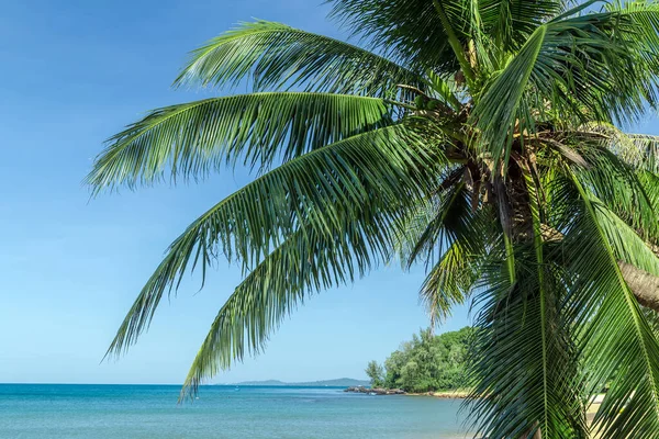 Summer Vacation Beach Caribbean Island Sunny Beach Palms Sea Coconut — Stock Photo, Image