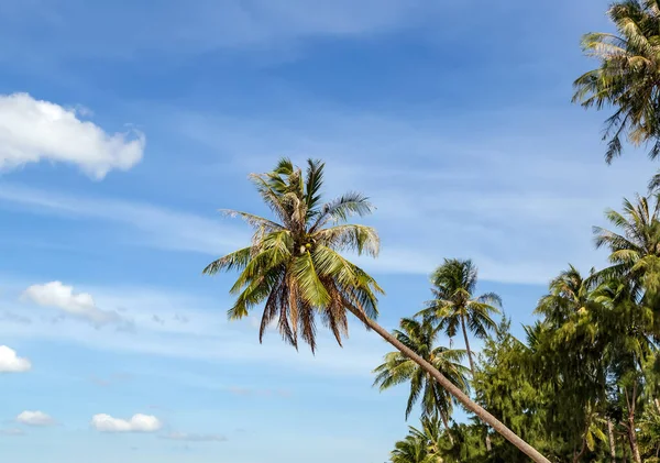 暑假海滩驯鹿岛 有棕榈海的阳光充足的海滩 倾斜椰子棕榈背景 — 图库照片