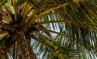 Hindistan cevizi (Cocos nucifera) meyveleri Sri Lanka 'ya özgüdür.