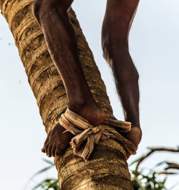 Cocos hasatçısına tırmanan adam hindistan cevizi palmiyesi gövdesi topluyor. Seylan Hindistan Cevizi Çiftliği Endüstrisi. Sri Lanka 'da hindistan cevizi ağaçları