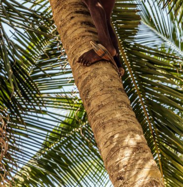 Cocos hasatçısına tırmanan adam hindistan cevizi palmiyesi gövdesi topluyor. Seylan Hindistan Cevizi Çiftliği Endüstrisi. Sri Lanka 'da hindistan cevizi ağaçları