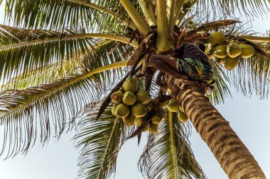 Sri Lanka Altın Kral Hindistan cevizi çiftliği. Cocos şubesine tırmanan adam hindistan cevizi palmiyesi gövdesi hasat ediyor..