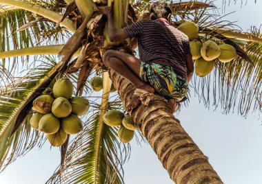 Sri Lanka Altın Kral Hindistan cevizi çiftliği. Cocos şubesine tırmanan adam hindistan cevizi palmiyesi gövdesi hasat ediyor..