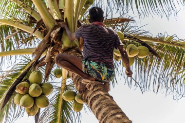 Sri Lanka Altın Kral Hindistan cevizi çiftliği. Cocos şubesine tırmanan adam hindistan cevizi palmiyesi gövdesi hasat ediyor..