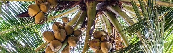 Owoce Orzecha Kokosowego Cocos Nucifera Żółte Grona Palmy Kokosowe Pochodzące — Zdjęcie stockowe