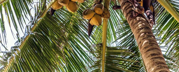 Srí Lanka Vegán Bio Kókuszdió Király Kókuszpálma Cocos Nucifera Kókuszdió — Stock Fotó