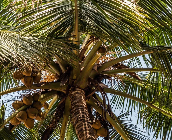 スリランカビーガンオーガニックココナッツ ココナッツヤシ王 Cocos Nucifera 木のシルエットの背景にココナッツ — ストック写真