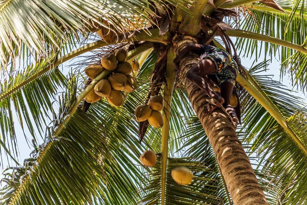 Sri Lanka Wegańskie Organiczne Kokosy Palma Kokosowa Cocos Nucifera Kokosy — Zdjęcie stockowe