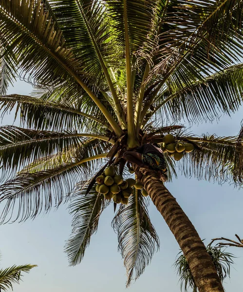 斯里兰卡的有机椰子 椰子王棕榈 Cocos Nucifera 树型背景上的椰子 — 图库照片