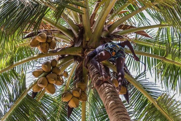 Άνθρωπος Αναρρίχηση Cocos Συγκομιδής Συλλέγει Καρύδας Κορμό Φοίνικα Βιομηχανία Φυτειών — Φωτογραφία Αρχείου