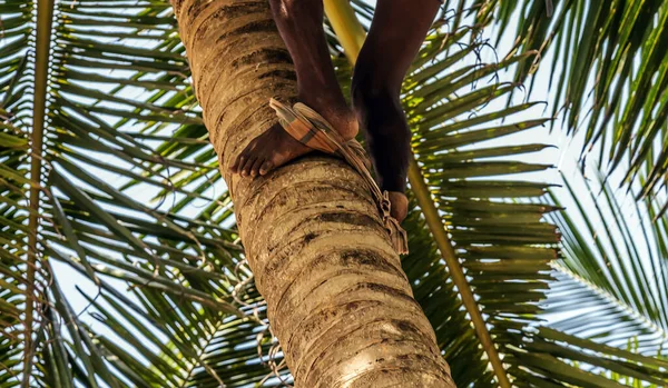 Kókuszbetakarító Ember Kókuszpálmafát Arat Ceylon Kókuszültetvény Ipar Kókuszpálmák Srí Lankán — Stock Fotó