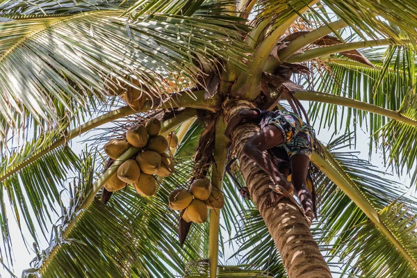 Man Climbing Kokosový Kombajn Sklízí Kokosový Palmový Kmen Cejlonský Kokosový — Stock fotografie