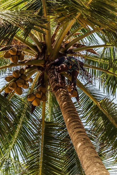 Homem Escalada Cocos Colheitadeira Colhe Tronco Coqueiro Palmeira Ceilão Indústria — Fotografia de Stock