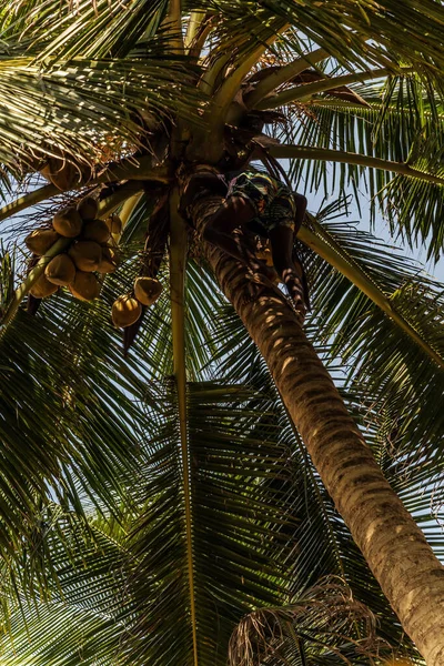 スリランカゴールデンキングココナッツプランテーション 男クライミングココス支店収穫ココナッツヤシの木の幹 — ストック写真