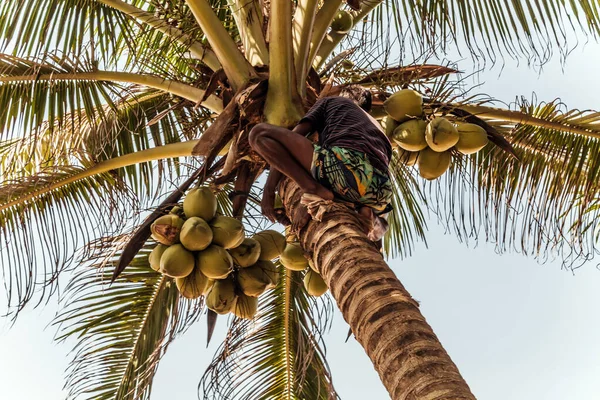 Plantacja Kokosów Golden King Sri Lance Człowiek Wspinaczka Kokosowe Gałąź — Zdjęcie stockowe