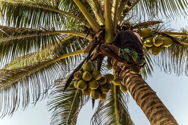 Sri Lanka Golden King Coconut Plantation Man Climbing Cocos Branch — Stock Photo, Image