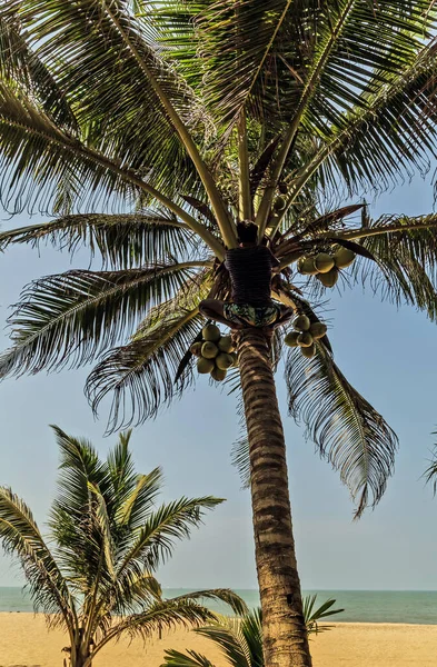 Homme Escalade Cocos Picker Grimpe Ramasseur Récolte Tronc Cocotier Palmier — Photo