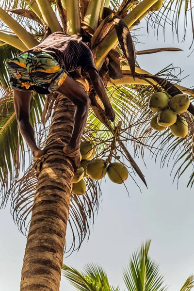 男クライミングココスピッカーは 枝収穫ココナッツヤシの木の幹を登る スリランカ キングコココナッツプランテーション — ストック写真