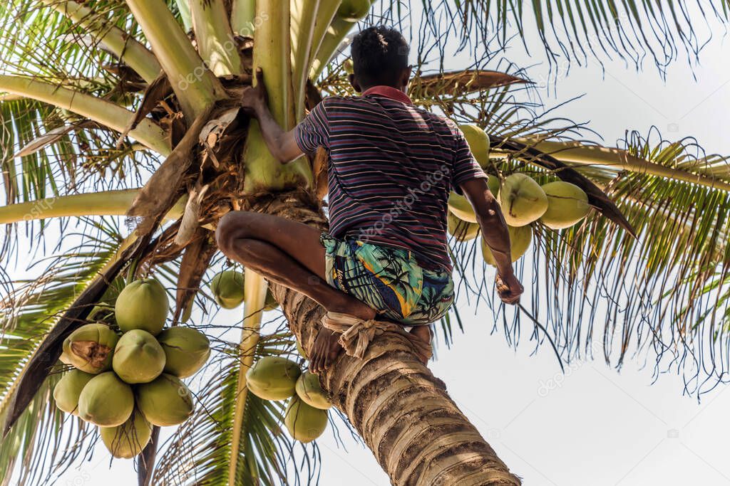 Sri Lanka Golden King coconut plantation. Man Climbing Cocos branch harvester harvests coconut palm tree trunk.