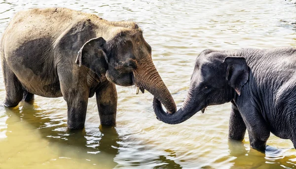 Elephants Family Bathing Lake Wildlife Scene Amazing Animals Animal Group — Stock Photo, Image