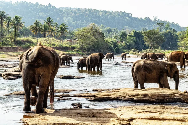 Grupo Animales Elefante Salvaje Bajó Beber Agua Río Arroyo — Foto de Stock