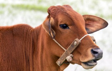 Ox Boğa İneği portresi Hayvan Çiftliği