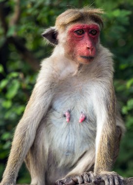 Sri Lanka 'daki Toque Macaque Maymunu. Altın sarısı kürklü Macaca Sinica.