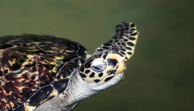 Hawksbill Kaplumbağa su altında yüzüyor.