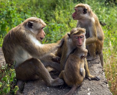 Sri Lanka 'daki Polygynandry Toque Macaque Maymunu Ailesi. Altın sarısı kürklü Macaca Sinica.